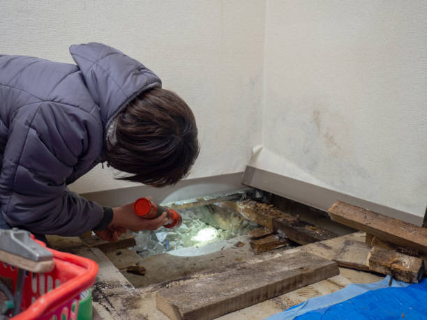 Best Mold Removal for HVAC Installations  in Kensett, AR