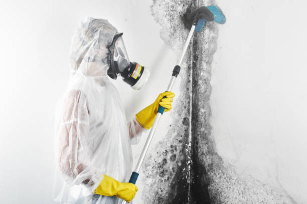 Best Asbestos and Lead Testing During Mold Inspection  in Kensett, AR