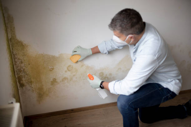  Kensett, AR Mold Removal Pros