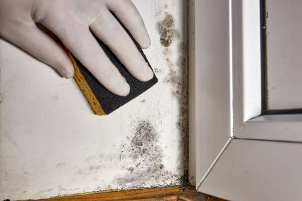 Best Basement Mold Removal  in Kensett, AR