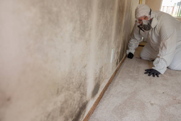 Best Crawl Space Mold Remediation  in Kensett, AR