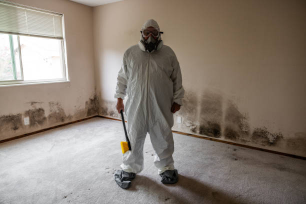 Best Black Mold Removal  in Kensett, AR